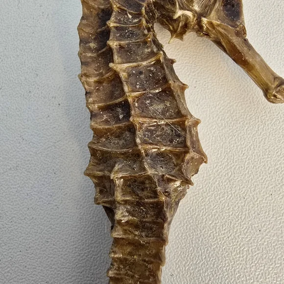 Vintage Taxidermy Seahorse Skeleton Natural Specimen 5" Hippocampus Erectus - Picture 7 of 14